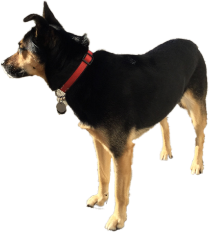 dog standing and looking left